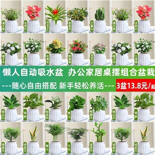 �G�}�j����Gֲ�lؔ�����ԗd�ӻ��k���҃�ֲ�ﻨ�ܶ���ˮ����B��