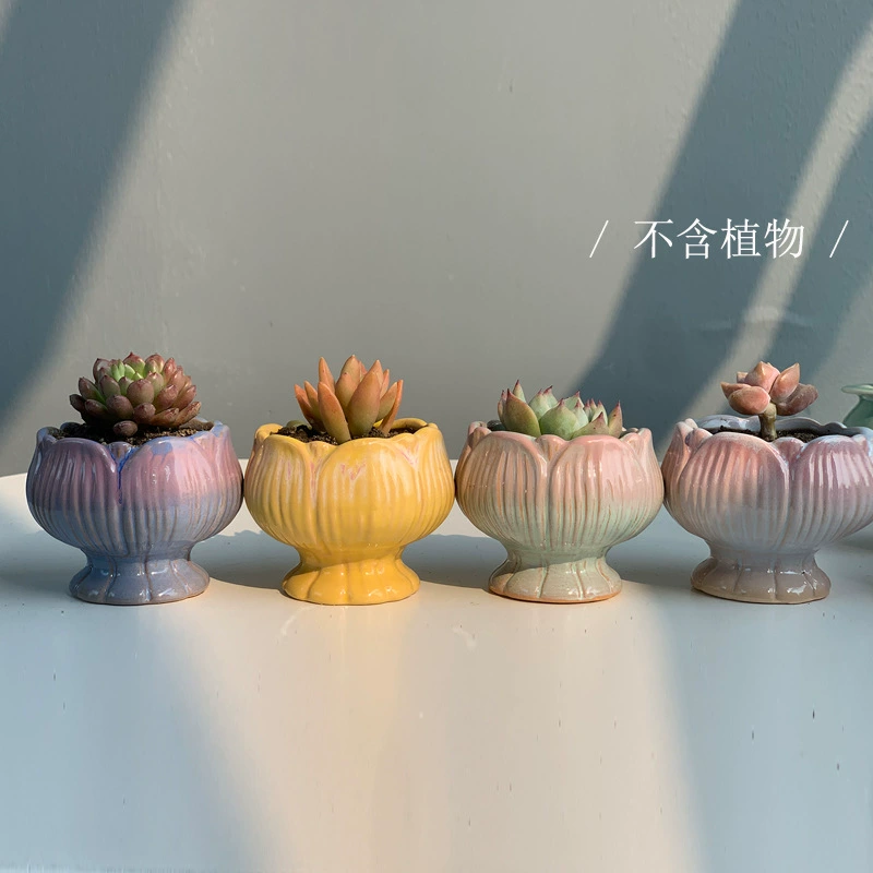 Трансграничные сочные цветочные горшки Комбинация горшка с большим пальцем