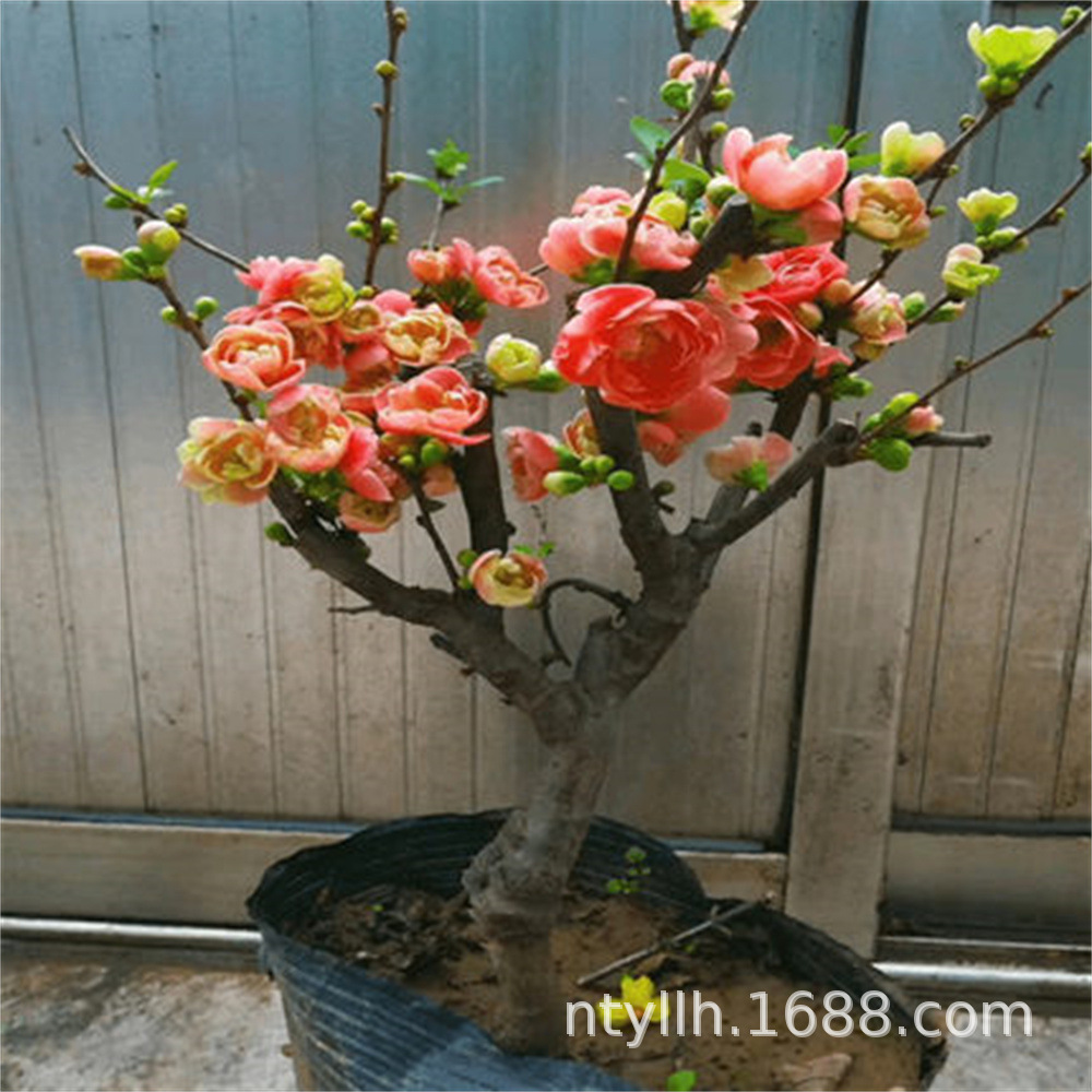 O1CN013quYSf1cmXUMwmTAg_!!2206