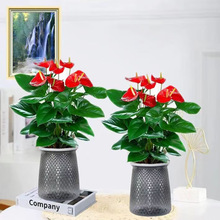花友花卉红掌盆栽办公室客厅室内开花好养植物水培大花朵大盆带花