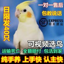 玄凤鹦鹉活鸟手养黄化珍珠原始会说话唱歌雏鸟繁殖宠物鹦鹉幼鸟