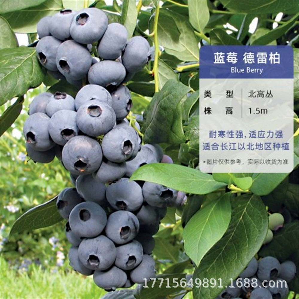 Посадка фруктовых деревьев во дворе, саженцы черники Сьерра, саженцы черники, выращенные в тканевых культурах, саженцы в горшках, посаженные в северной и южной части страны, саженцы, плодоносящие в том же году.