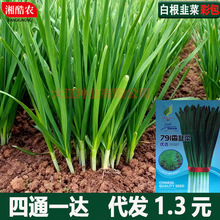 791宽叶韭菜种子白根韭菜籽四季不休眠阳台盆栽种植耐热寒蔬菜种