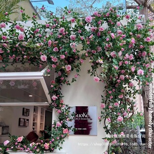 ����õ�廨�Nޱ���ٗl�L�l���ٽ����ٻ����ů��ܵ��b�朸߶�