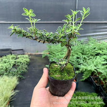 迷你悬崖六月雪办公室内桌面小盆栽窗台花卉附石盆景造型绿植微型