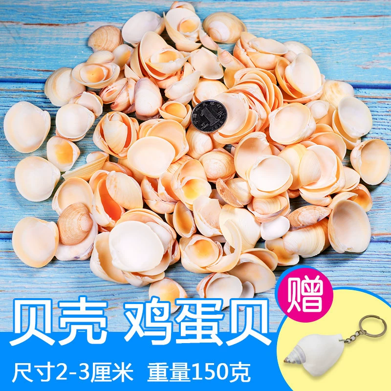 Organic aquarium with shells, aquarium decor, sample handmade