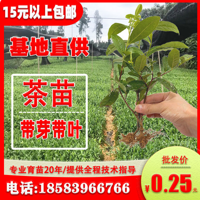 茶苗基地批發福鼎大白綠茶龍井黃金芽紅茶安吉奶白茶中茶園林苗木