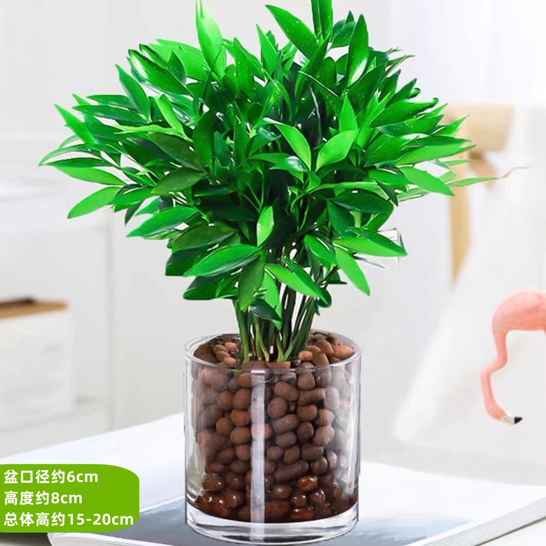 모기퇴치대나무, 편백나무 10그루(원통형 유리대야) + 세람사이트 + 영양액