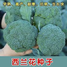 有机西兰花种子青梗松花菜花椰菜耐寒有机菜花蔬菜春秋季播蔬菜种