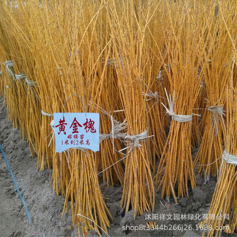 工程绿化苗 槐苗 金枝国槐 金枝槐  大小规格齐全 价格优惠