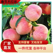 һlҘ޽ҘˮҘSҘ箔YϷ