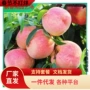 北方南方嫁接水蜜桃果苗