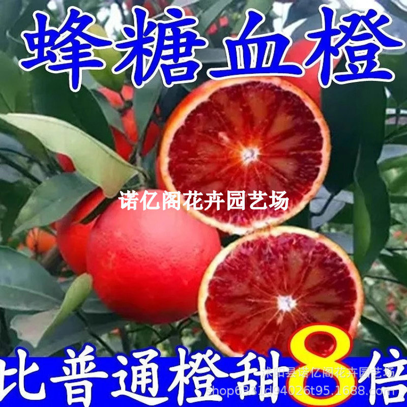 蜂糖橙子树苗果树果苗赣南脐橙苗夏橙苗纽荷尔血橙冰糖橘庭院种植