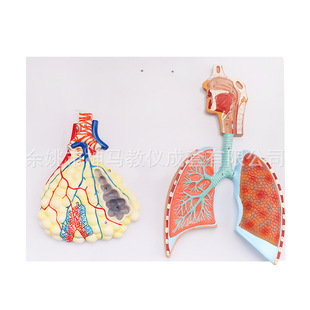 human respiratory circulatory system model respiratory system anatomical model alveolar enlargement model teaching model