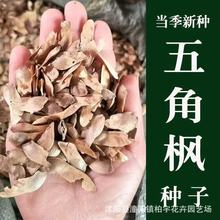 五角枫种子新采五角枫树种子 秀丽槭 枫树种子丫角枫五角槭四季种