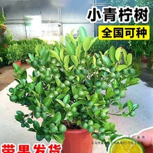 С纣С۽ۘˮʘԎͥԺ̨