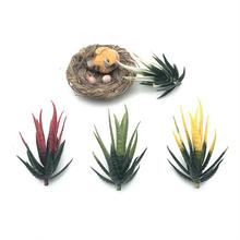 10CM�����J�C ���滨����ֲ�������辰ˮ�����ֲ������ˮ�����