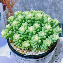 雪花玉坠锦多肉植物稀少品种室内组合小盆栽桌面绿植花卉肉肉