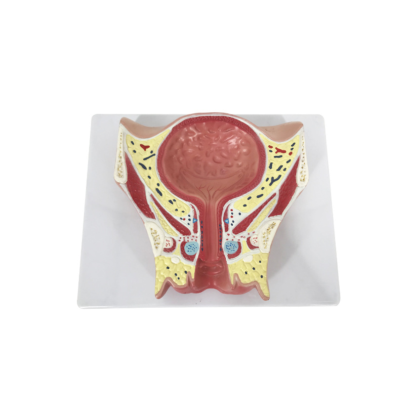 U031A Women's Pen Pen Popular Coronary Cutting Model