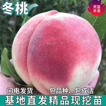 һlҹϱͥԺ̨ԷNֲ޽ӴӘ