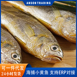 С�ƻ��������䶳�տ�����С���������䶳�ʻ�ƻ��㺣��ˮ������