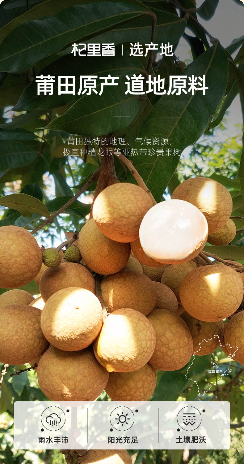 Dried Longan Meat Seedless Guiyuan Rou 100g Fujian Longan Flesh for Tea Soup Congee key features