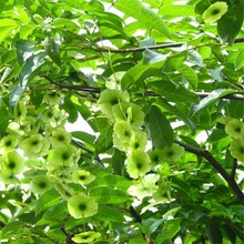 铜钱树种子花卉铜钱柳种子鸟不宿树苗金钱树种子摇钱树种植种籽