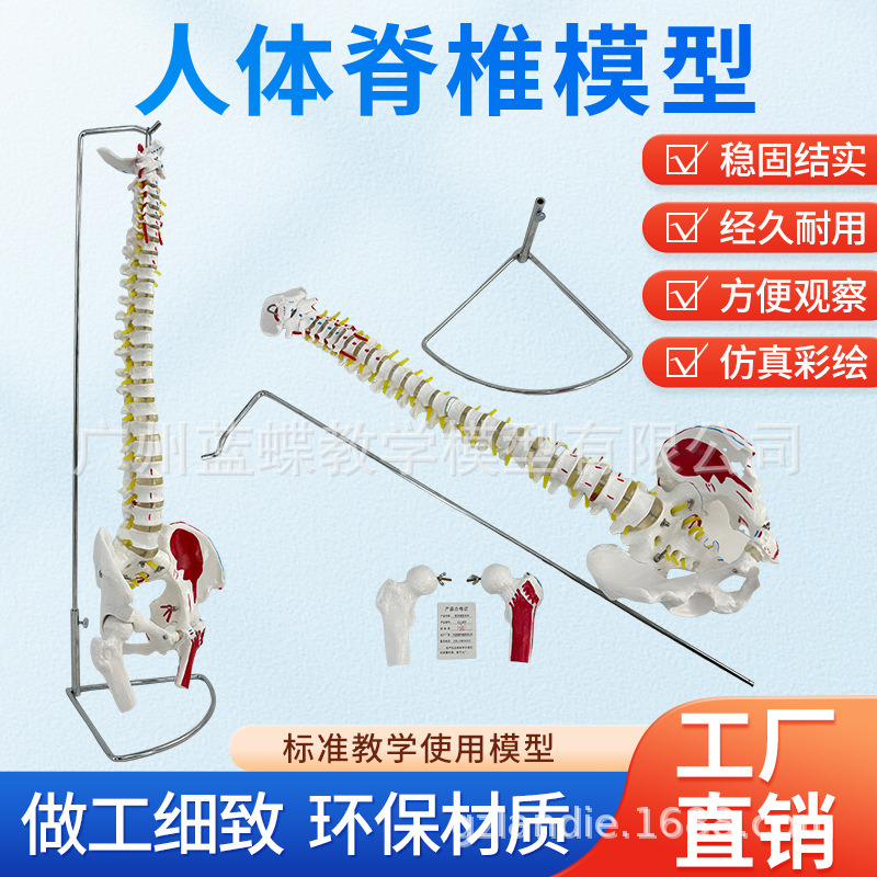 ��ѧ80CM��Ȼ�����弹׵�������������ɫ��׵��������ɹǼ���