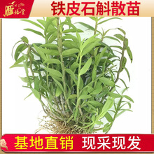 雁荡山三年铁皮石斛散苗基地直供可食用成品苗绿植盆栽枫斗