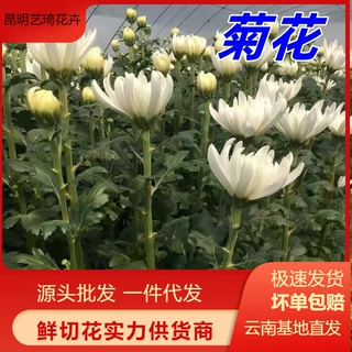 菊花云南基地鲜花批发清明节上坟黄白鲜切花代发花材花束清明祭扫