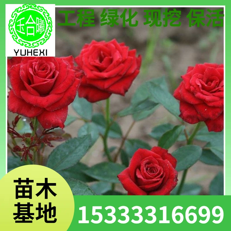 Морозостойкая роза 10-80cm Северо-Восточный кустарник крупноквашечный ароматный четырехсезонный роза дворовая вьющаяся роза