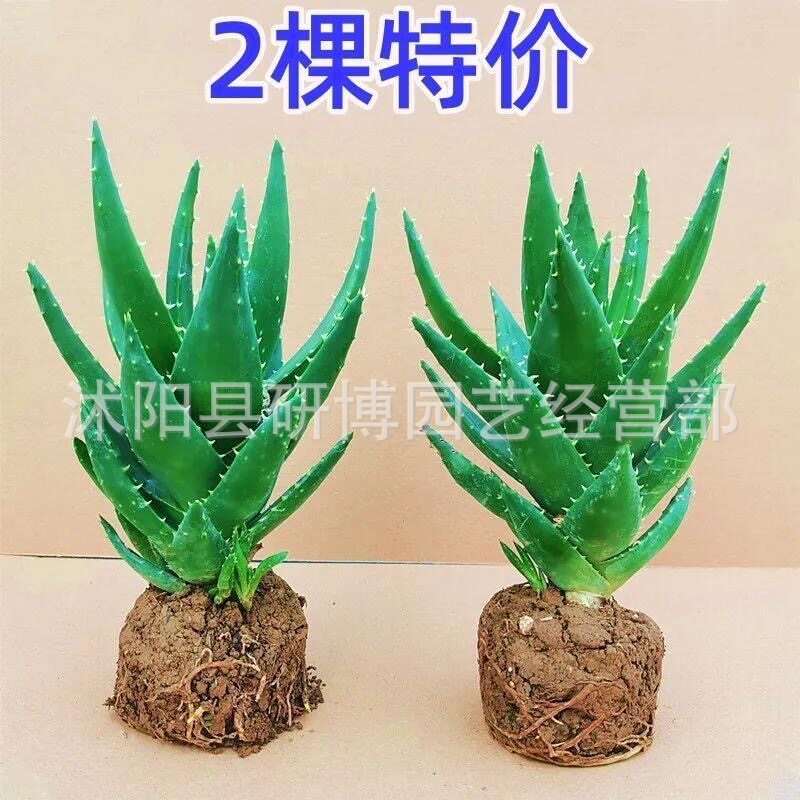 Curacao Aloe Vera sala de macetas belleza irrigación piel verde escritorio de oficina carne ciudad que nunca duerme Aloe Vera flores cactus
