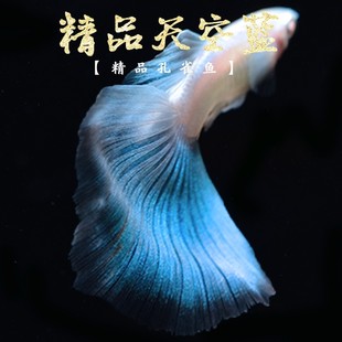 Purebred Japanese Ornamental Guppy Sky Blue Ribbon Big Tail Big C Tropical Freshwater Small Phoenix Tail Viviparous Fish