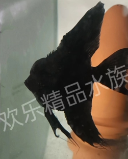 ���µ��١���ϵī���������^���z��β�Ꭷ