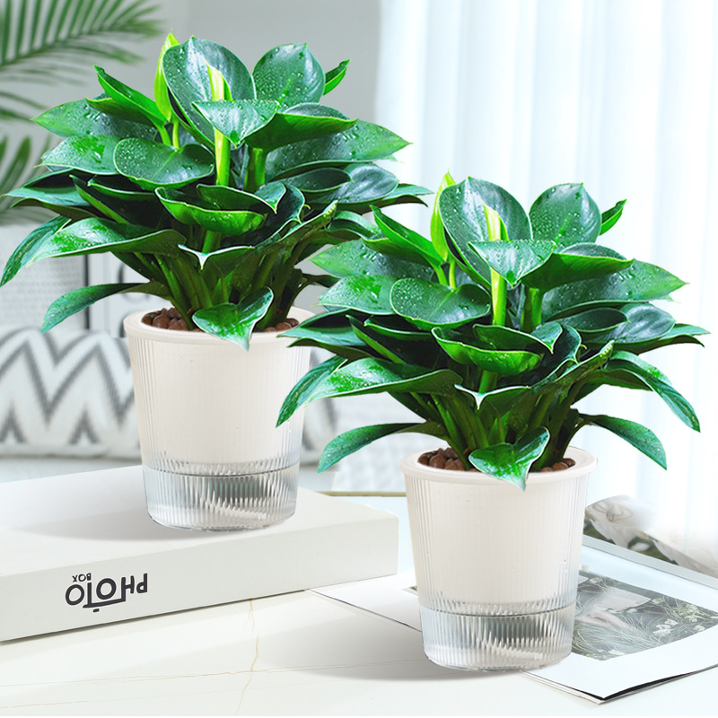 25cm 정도의 황금 다이아몬드 3개 + 광조수 흡수 대야 + 영양 용액 [대야 2개 특별 제공]