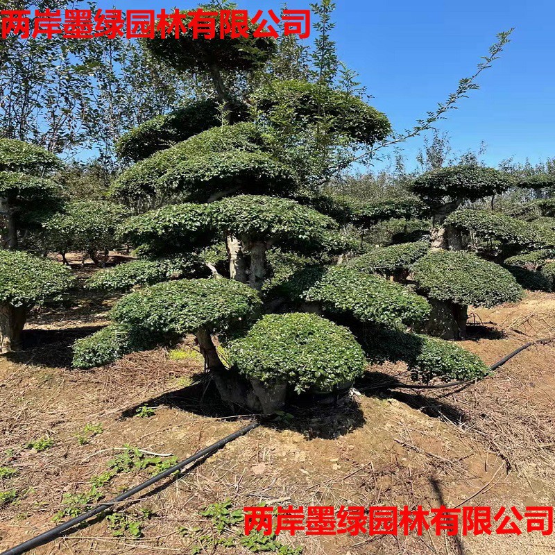 园林景观造景 点缀用对接白蜡造型树 泰安造型对接白蜡 苗圃直销