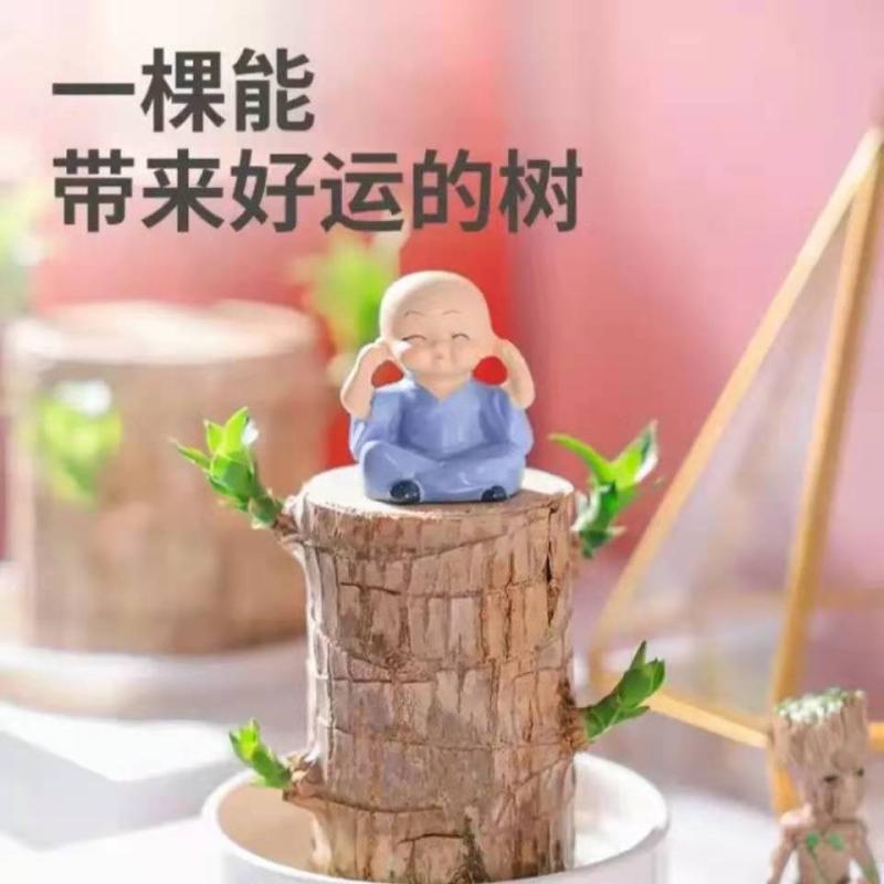 巴西木格鲁特室内阳台夏季驱蚊绿植盆栽幸运木水养幸运木水培花卉