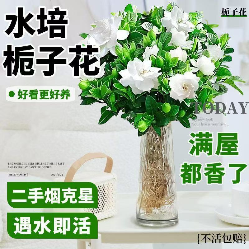 栀子花盆栽带花苞室内水培四季桌面开花好养绿植花卉厂家工厂包邮