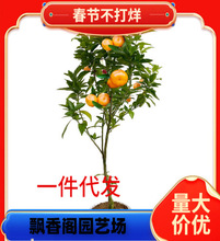 ������ľ�҃����ԾGֲ��������^�p �����辰 �̽��辰 ���Ә���