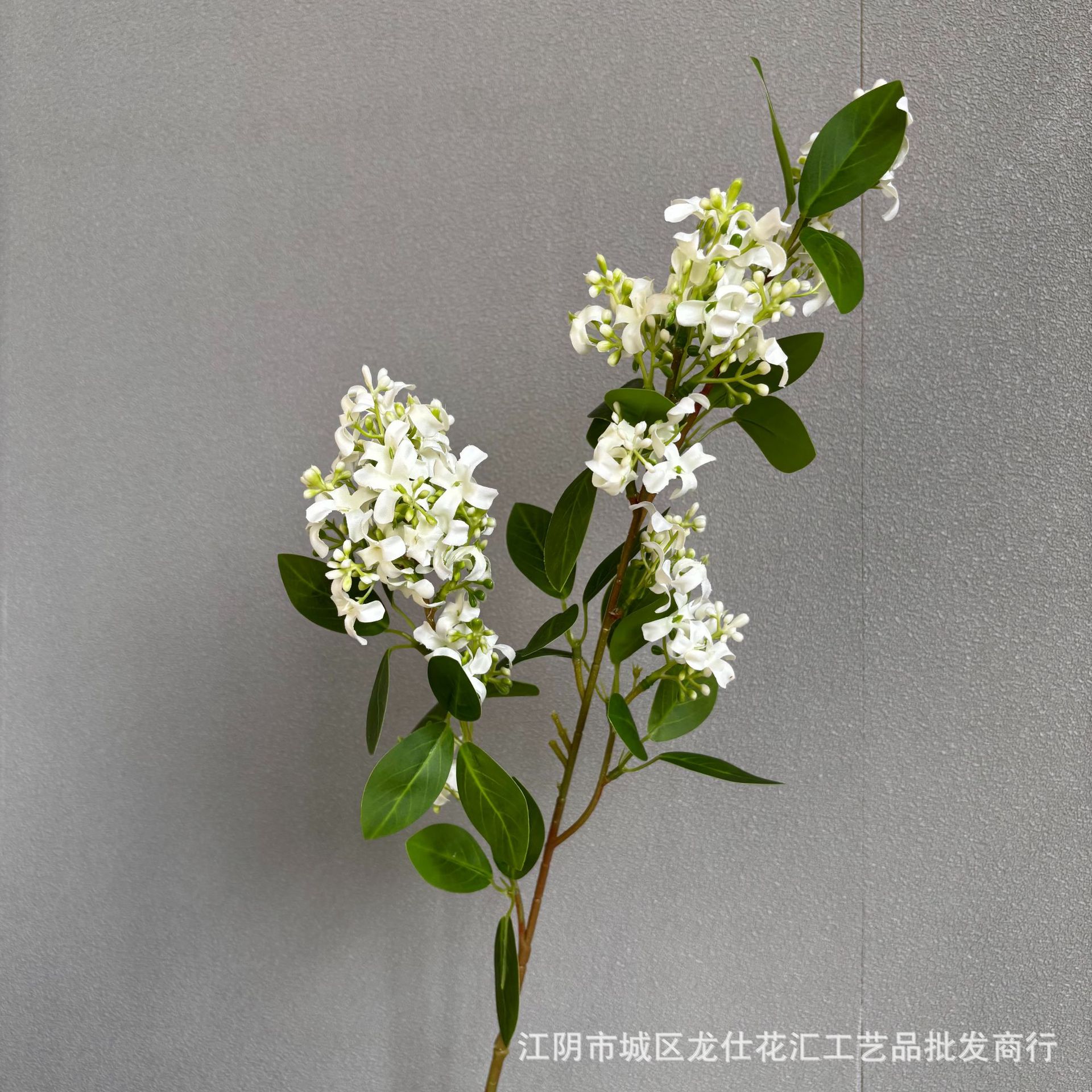 라일락