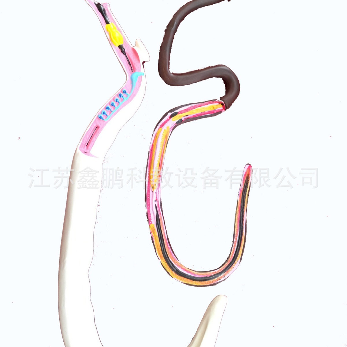 33105血吸虫模型雌雄合抱可拆装教学仪器生物医学器材教学仪器