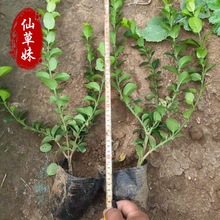 �lì �������l�lé���� �z�|�lìɫ�K���̾G����ľ�lì����