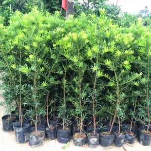 �ձ��_�h�ɘ���ͥԺ�̨�҃Ȼ������ԾGֲ������辰�䘶�ļ�����