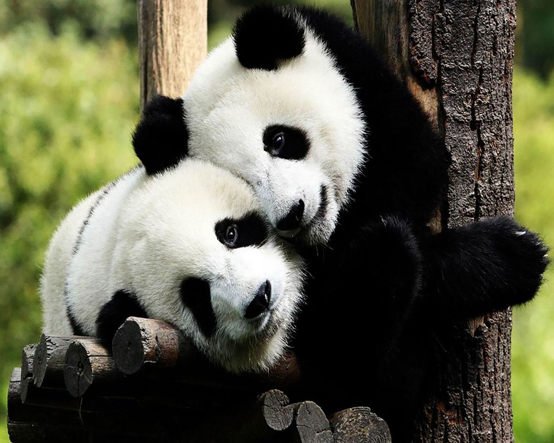 Cross-border 5d Amazon diamante pintura pegatinas hecho a mano DIY animal ladrillo pintura sala de estar pintura decorativa pegatinas al por mayor