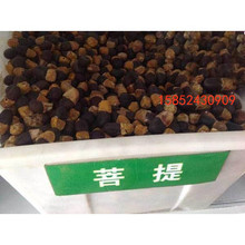 菩提樹種 菩提樹種批發 促銷價格 產地貨源 阿里巴巴