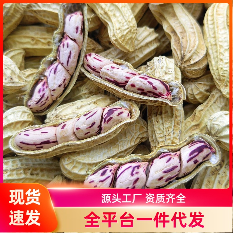 殻付きカラフル落花生、天日干し、2025年新入荷、ピーナッツ種子、調理済みオリジナル風味、野のカラフル落花生|undefined
