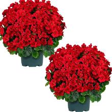 ���滨�߼��н��򻨟o�M���ļ��_������ͥԺ����ֲ���҃Ȼ�������