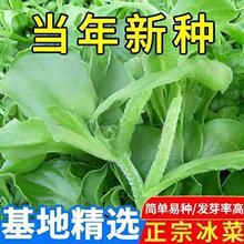 冰菜种子口感脆嫩富含营养耐寒易种阳台菜园四季播种蔬菜种籽