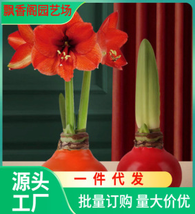 Dutch Double-Petaled Amaryllis Bulbs, Courtyard Balcony Potted Florals, Lotus Bulbs, Four-Season Plants That Bloom in the Same Year