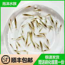 【顺丰包邮】大号黑壳虾除藻虾观赏虾清洁虾活体饲料工具虾草缸